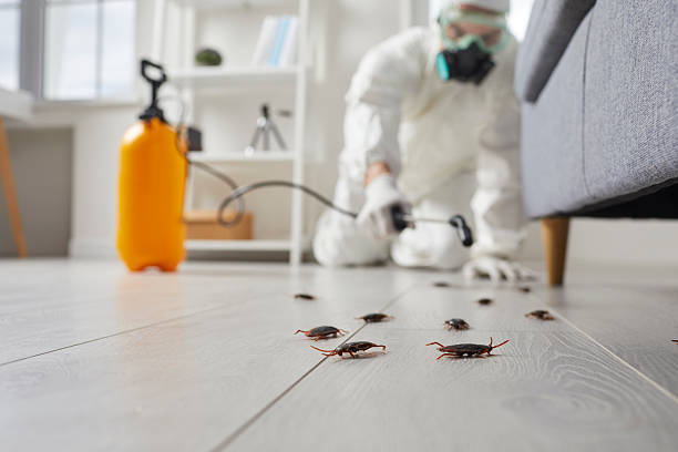 Post-Treatment Bed Bug Interceptor Monitoring in Wappingers Falls